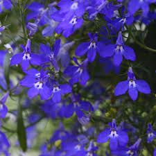 Image result for foto Lobelka