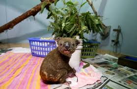 10 Sexually Transmitted Infections Found In Animals - Listverse