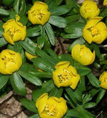 Winter Aconite In The Green Eranthis Cilicica Uk Delivery Naturescape