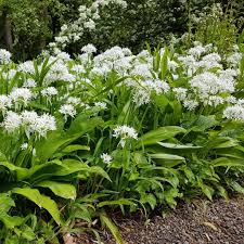 Image result for Allium ursinum