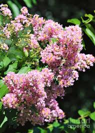 Target.com has been visited by 1m+ users in the past month Pink Velour Crape Myrtle In Portrait Photograph By Diann Fisher
