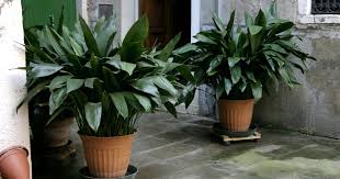 Image result for Kořenokvětka Aspidistra