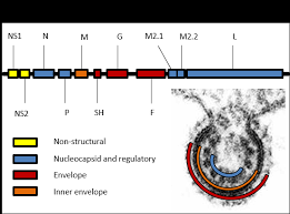 Respiratory syncytial virus spreads through the air, like after a cough or a sneeze, and through direct contact like touching. Respiratory Syncytial Virus Rsv British Society For Immunology