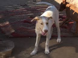 Are you ready for a pet? 9livqqst3movvm