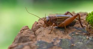 Dans La Famille Biodiversite Ordinaire Protegeons Le Grillon