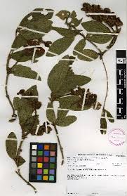Image result for Eriosema burkei
