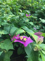 The earth laughs in flowers.. Bunga Kertas Wikiwand