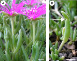 Image result for Delosperma spp.