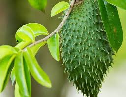 Khabar angin daun durian belanda. Khasiat Durian Belanda 200 Kali Ganda Lebih Efektif Berbanding Rawatan Kemoterapi Redzuanyusof