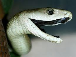 Vamos falar de Ciência? - A Mamba-negra – (Dendroaspis polylepis) é uma das  maiores e mais venenosas cobras da África. É mais comum de ser encontrada  em ambientes de savana arborizada ou