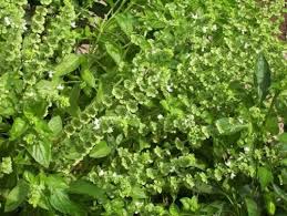 Maybe you would like to learn more about one of these? Ceai De Busuioc Contraindicatii 4