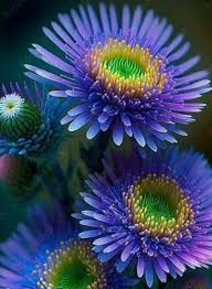 Image result for Aster chimanimaniensis