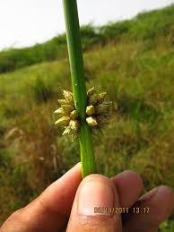 Image result for Schoenoplectiella senegalensis