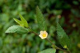 Image result for Sida ovata