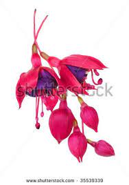 Fuschia Flower Stock Photos Images Pictures Flower Images Flower Drawing Fuchsia Hybrida