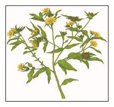 Image result for Aspilia africana