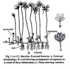 Image result for Marsilea aegyptiaca