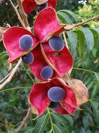 Image result for Brackenridgea zanguebarica