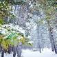 Winter Nature Tales event image