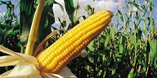 The Beginners Guide To Growing Corn How To Grow Corn