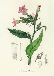 Image result for Nicotiana tabacum