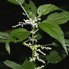 Image result for Urtica