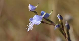 Image result for Disa baurii