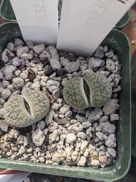 Image result for Lithops lesliei