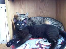 This is just part of being a solid colored cat, and doesn't mean that a cat has an unusual genetic background or any specific breed ancestry. What Color Is My Tabby Cat Paws And Effect