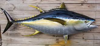 Everything You Need to Know About the Yellowfin Tuna - Seafood Society