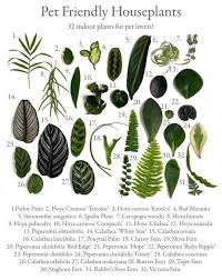 Convincing your pets and your houseplants to live together in harmony can be a challenge. Guide To Pet Friendly House Plants Coolguides