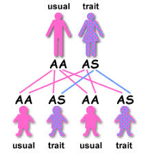 Inheritance Of Sickle Cell Anaemia Sickle Cell Society