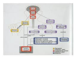 Patofisiologi spina bifida berhubungan dengan kegagalan plat tuba untuk menyatu dan menutup. Patofisiologi Sistem Saraf Ppt Download