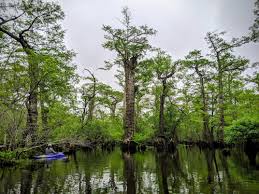 The older the tree, the longer you can go between waterings. North Carolina Bald Cypresses Are Among The World S Oldest Trees Science Smithsonian Magazine