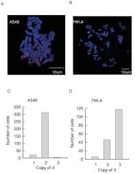 The lifelight delivers superior light output allowing greater spacing. Free Living Human Cells Reconfigure Their Chromosomes In The Evolution Back To Uni Cellularity Elife