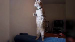 A Voiceover Narrates What Could Be Going Through A Cat S Mind In Viral Cat Videos And As One Cat Scoots Around The Floor On Its B Cats Meows The Floor Is