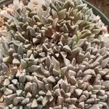 Image result for Nananthus vittatus
