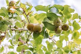 .trees, pest control and sustainability. Pear Tree Care And Growing Guide