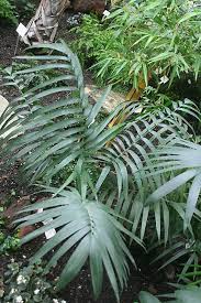 Image result for Chamaedorea radicalis