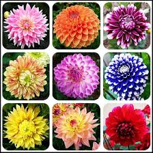 Flower Rare Seeds 3g Pink Dwarf Pompon Dahlia Seeds Great Cut  Flowers,Blooms Summer to Fall : Amazon.ca: Patio, Lawn & Garden