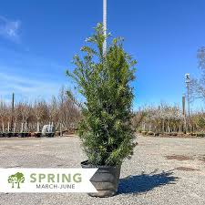 Image result for Podocarpus