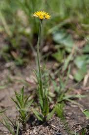 Image result for Aspidoglossum