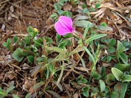 Image result for Afrohybanthus enneaspermus