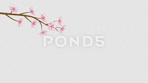 Alpha Channel File Blooming Flower Cherry Blossom Branch Animation Stock Footage Blooming Flower File Alpha Blooming Flowers Bloom Cherry Blossom Branch
