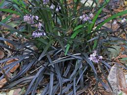 Image result for Ophiopogon