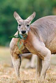 Do you want to know more about what do kangaroos eat? What Do Kangaroos Eat In The World All Types Of Kangaroos Animals Beautiful Australian Animals Animals