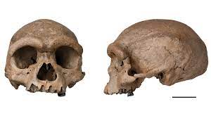 Maybe you would like to learn more about one of these? Stunning Dragon Man Skull May Be An Elusive Denisovan Or A New Species Of Human Science Aaas