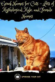 Greek Cat Names Mythological Male Female And Awesome Name Ideas Upgrade Your Cat Cute Cat Names Cat Names Cats