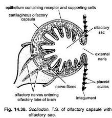 In 1678, stefano lorenzini first described a network of organs of unknown function in the torpedo ray—the ampullae of lorenzini (aol). Receptor Organs Of Dogfish Scoliodon With Diagram Chordata Zoology