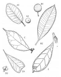 Image result for Ficus scassellatii